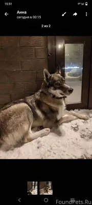 Пропала собака, может находить...