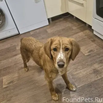 В Кетово найдена собака,сука,п...