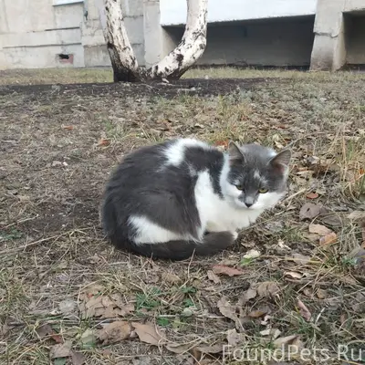 Пропал котенок, жила в подвале...