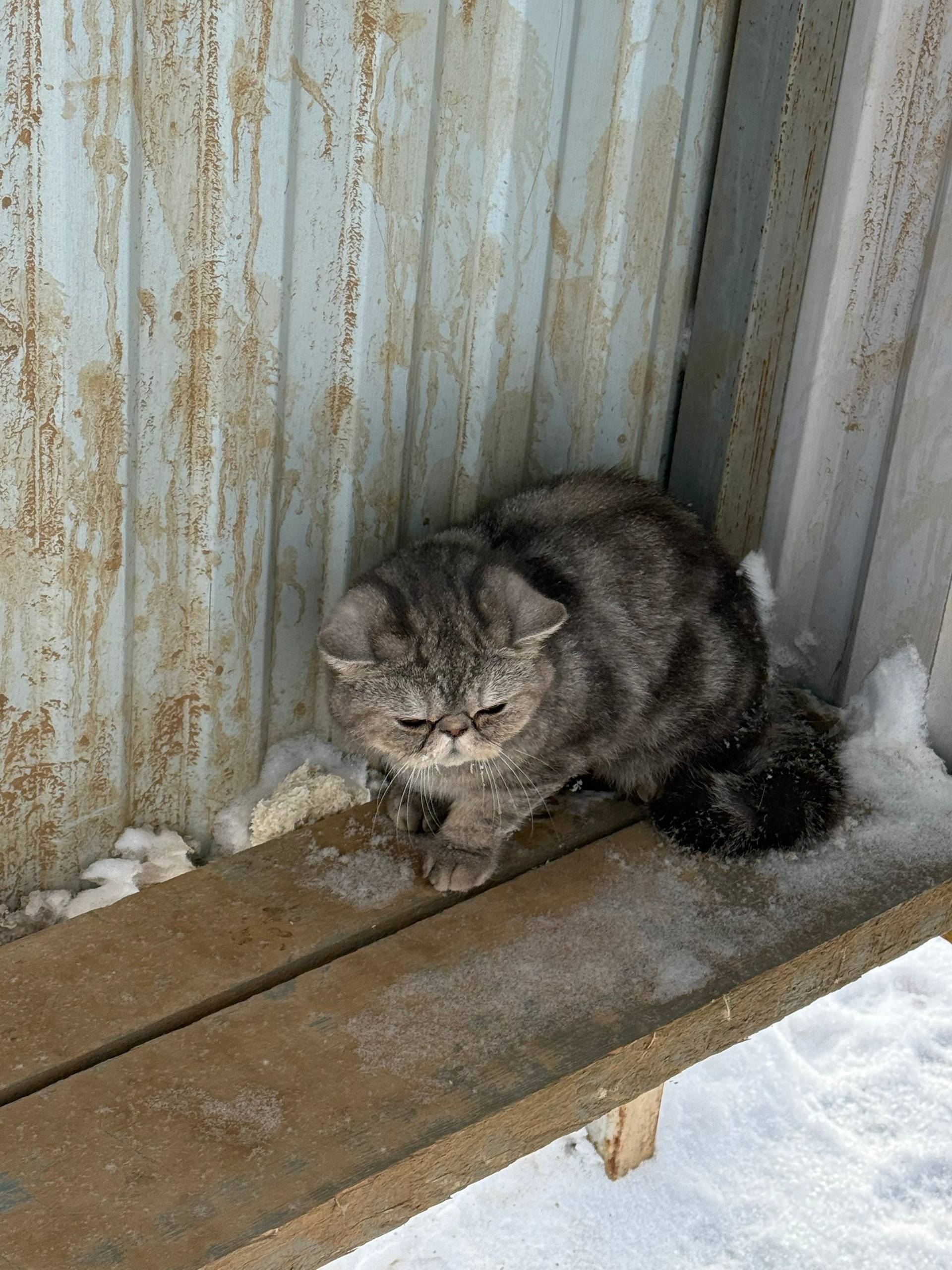 #котопесЧ Найден породистый ко...
