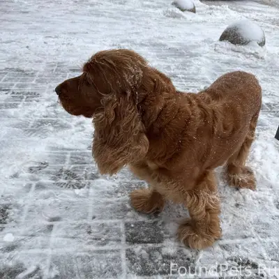 ПОТЕРЯЛАСЬ СОБАКА! Гаврилова, ...