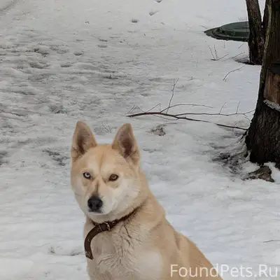 Кто потерял собаку? С ошейнико...