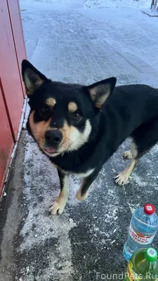 Найдена собака, ищем старых-но...