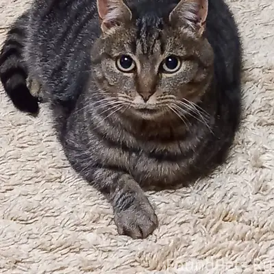 ‼️ ВНИМАНИЕ! ПРОШУ ПОМОЩИ!🙏 Пр...