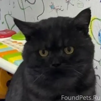 ПРОПАЛ КОТ!!!!! Район пожарной...