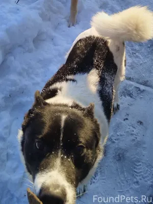 ‼️Сызрань ‼️🆘Пропала собака 7 ...