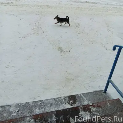 1. Найдена собачка маленькой п...