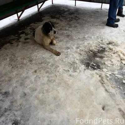 🆘‼️🆘‼️🆘‼️ Кто потерял, собака ...