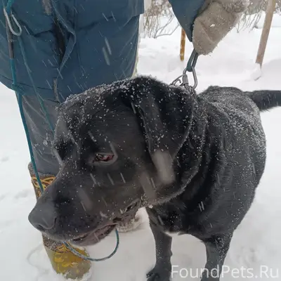1 СРОЧНО! НАЙДЕН ЧЕРНЫЙ КОБЕЛЬ...