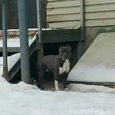 ‼️найдена собака ‼️ухоженная ,...