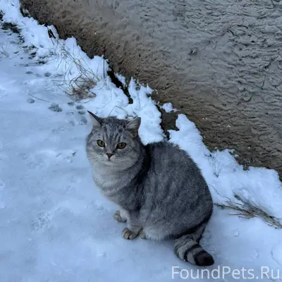 Найден кот на улице Чайковског...