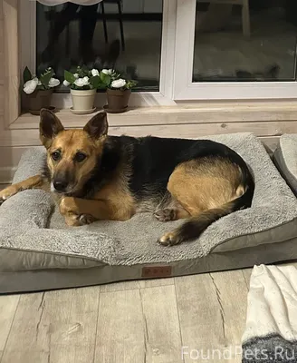 Пропала собака метис! 