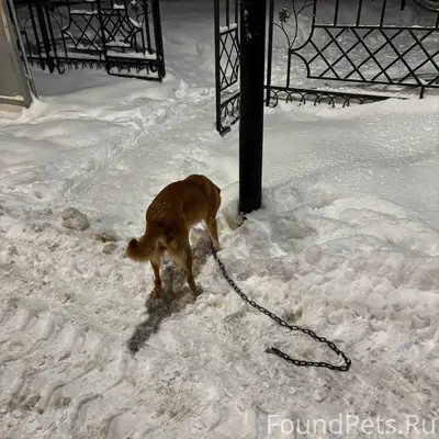 Ищу собаку Сбежала сегодня ноч...