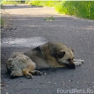 31.12 вечером пропала наша Жул...