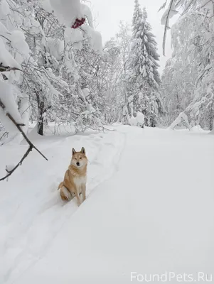 Потерялась собака лайка, кобел...