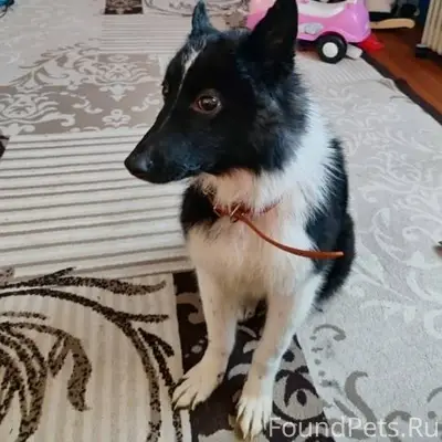 Найдена в г. Кадников. Молодой...