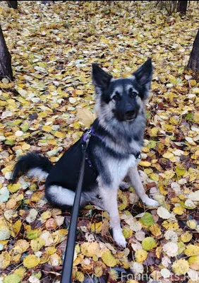 Сбежал пёс в кярострове, отзыв...