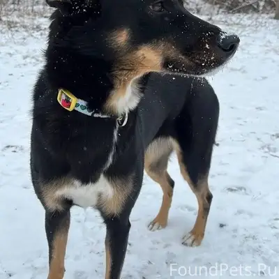 ПРОПАЛА СОБАКА моих друзей. Уб...