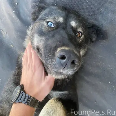 Потерялась месяц назад из Кедр...