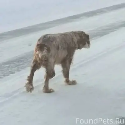 Потерялась собака русский спан...
