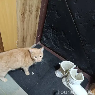 Найден кот в подъезде на Дудин...