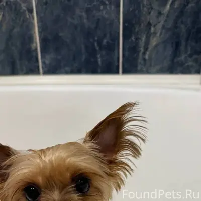 Найдена собака, девочка, в рай...