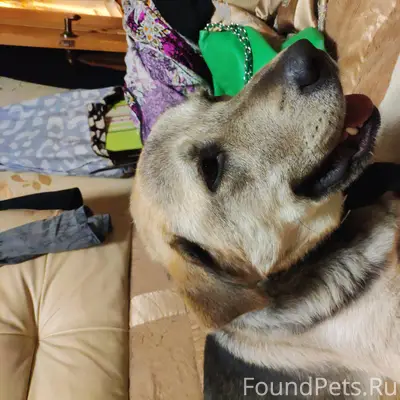 Найдена собака в г.Королев у ст.Болшево