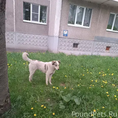 Здравствуйте. Пропал пес перед...