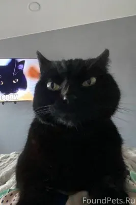 Пропала кошка обед 08.01.26...