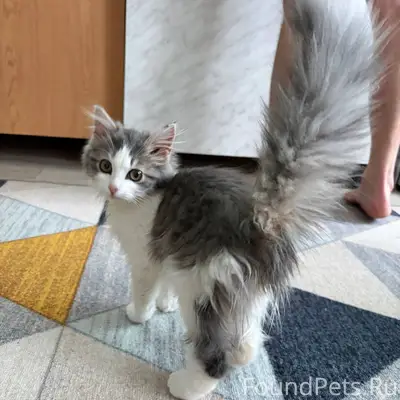 5 января найден котенок, вроде...