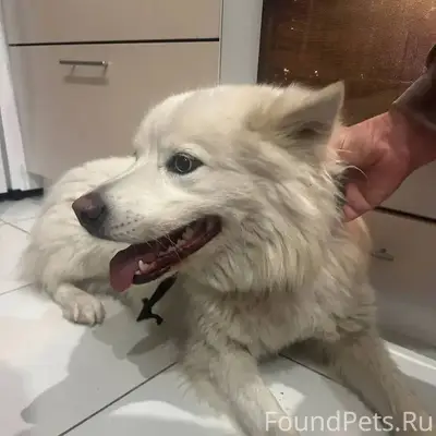 Найдена Собака породы Самоед, ...