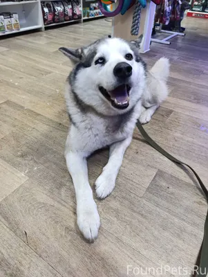 У нас новый подопечный. Вольт,...