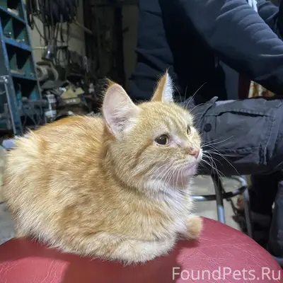 Найдена кошечка ещё до Нового ...
