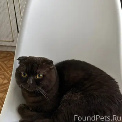 Пропал кот по кличке Мегатрон ...