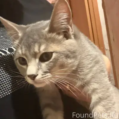 Пропал котенок. Возраст 6 меся...