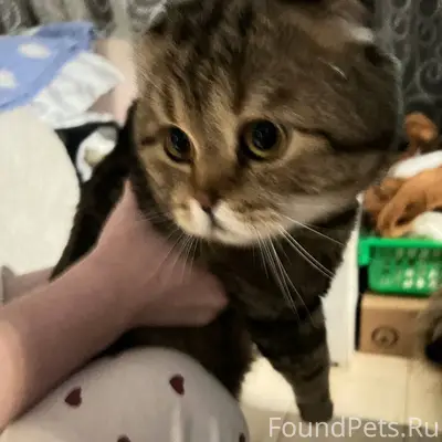 ‼️НАЙДЕН КОТ‼️ кота подбросили...