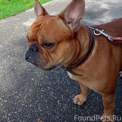 2.01.26 Пропала собака, мальчи...