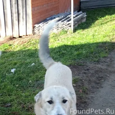 Пропал молодой пёс д. Нигино ,...