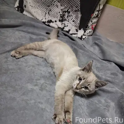 Найден котёнок 🐱 ЗАБИЛСЯ ПОД К...