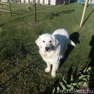 Потерялся пес по кличке Оскар....