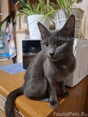 Добрый вечер! Скажите, чья пре...