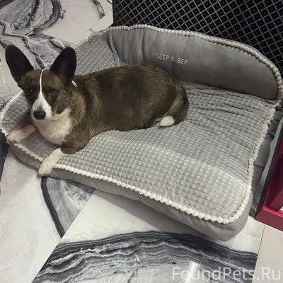 Дедовск. Здравствуйте! Потерял...