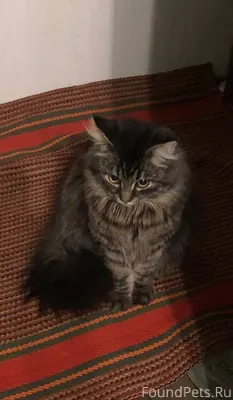 📍Александров. Найден котенок, ...