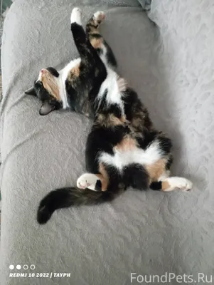 Пропала кошка в районе ул. Экз...