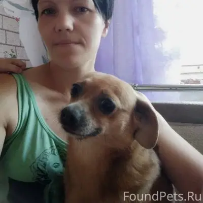 Пропала собака по кличке Кнопа...