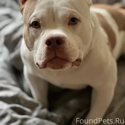 Потерялась собака, кличка Мафф...