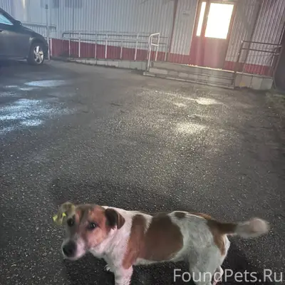 Потерялась собака 🐕‍🦺 по кличк...