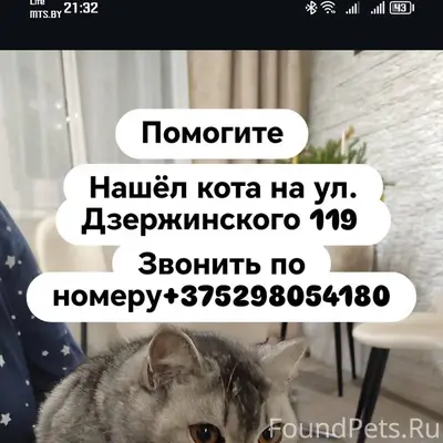 Найден кот на ул. Дзержинского...