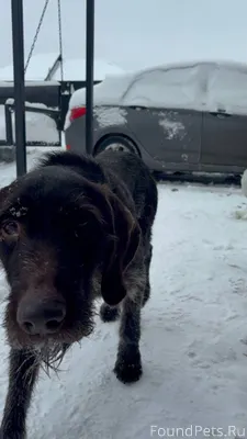 Прибилась собака. Может быть к...