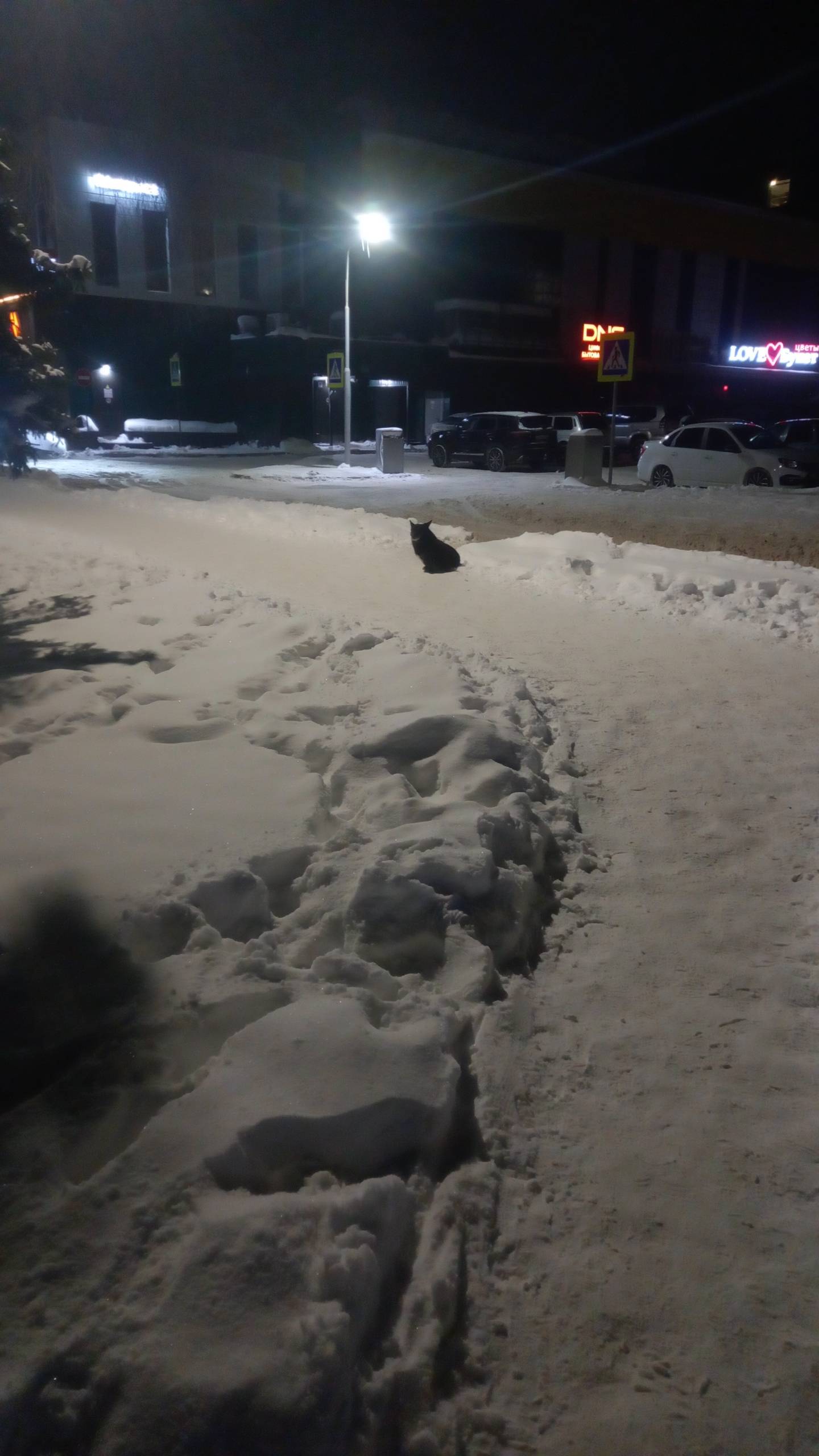 Тёмная собака,похожа на корги....